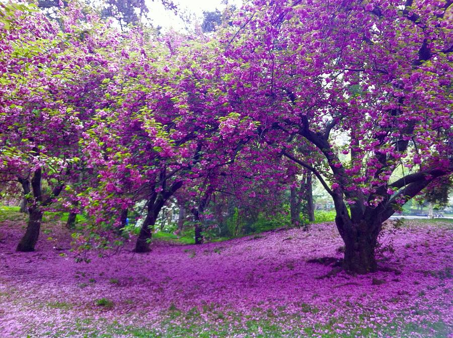 Blossoms in Central Park by Cherylene Henderson Blossoms in Central Park by Cherylene Henderson
