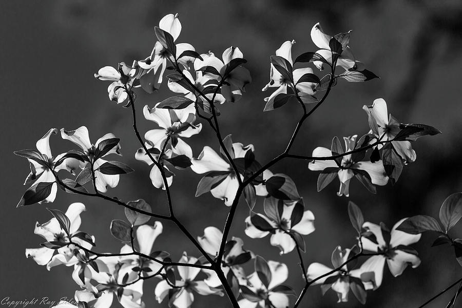 Blossoms in Monochrome Photograph by Ray Silva