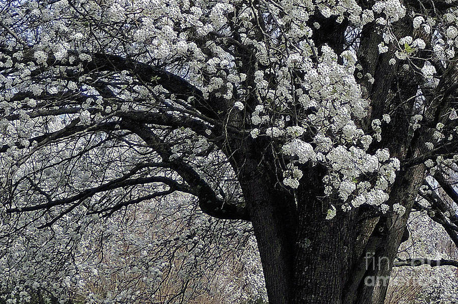 Blossoms In My Neighborhood Photograph by Lydia Holly