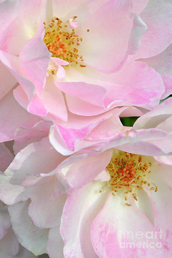 Blossoms in pinks, creams, and yellows Photograph by Paula Joy Welter