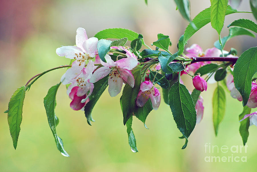 Blossoms in Spring Photograph by Lila Fisher-Wenzel