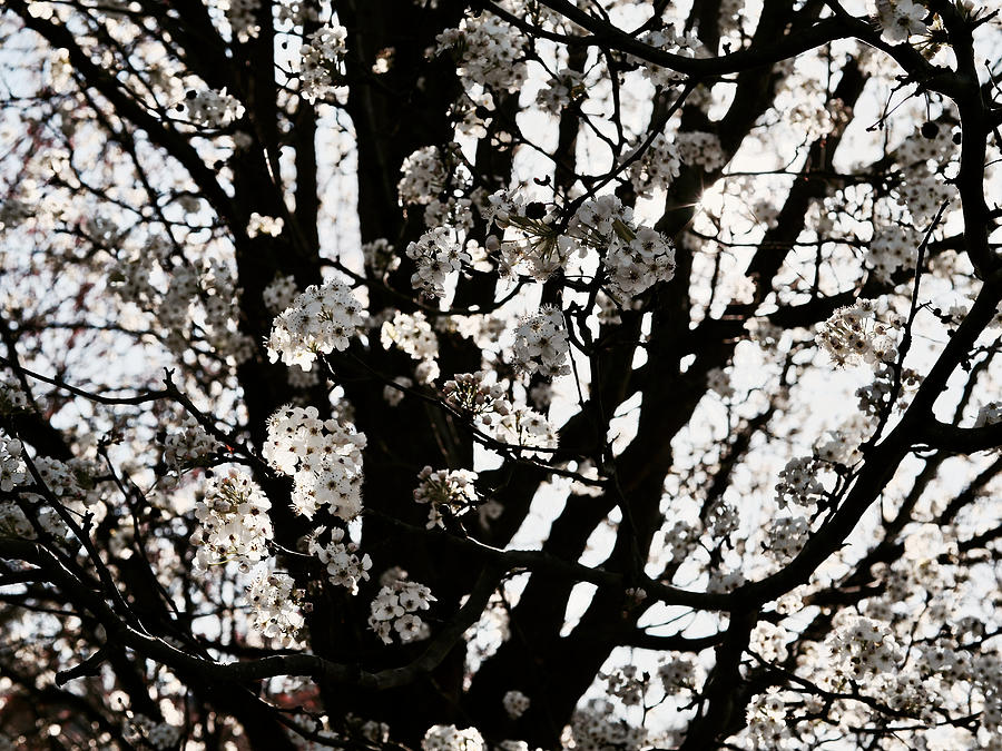 Blossoms in Spring Photograph by Rachel Morrison