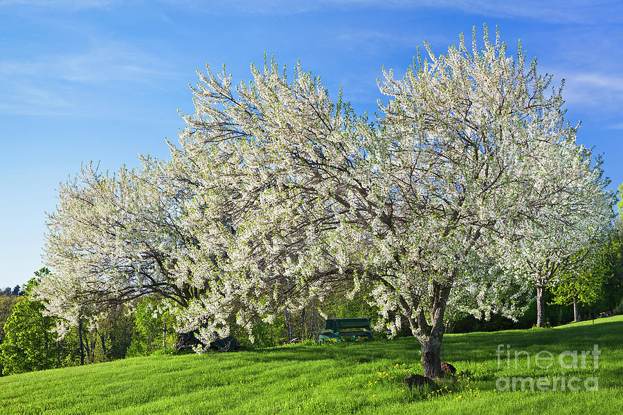 Blossoms In The Park Photograph by Alan L Graham