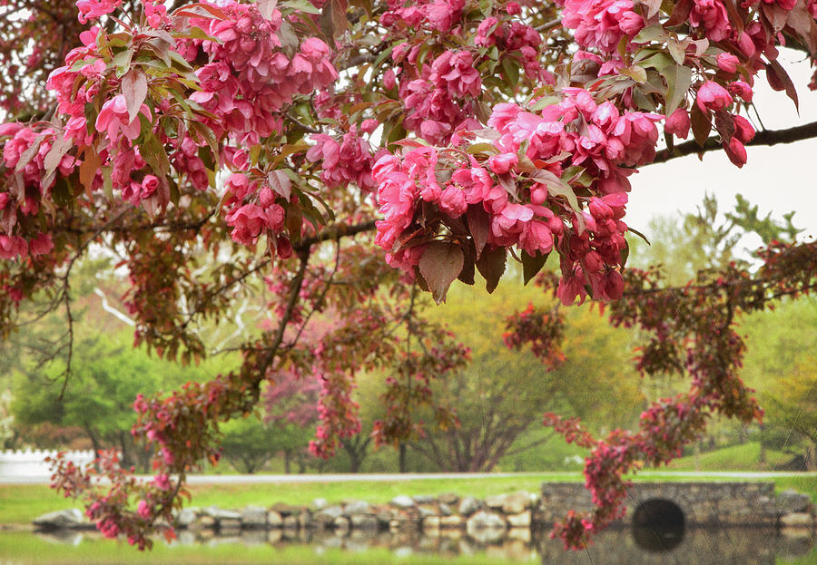 Blossoms in the Park Photograph by Cordia Murphy