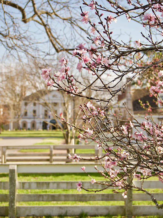 Blossoms in the Revolutionary City Photograph by Rachel Morrison