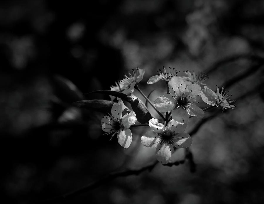 Blossoms Photograph by Karen Harrison Brown