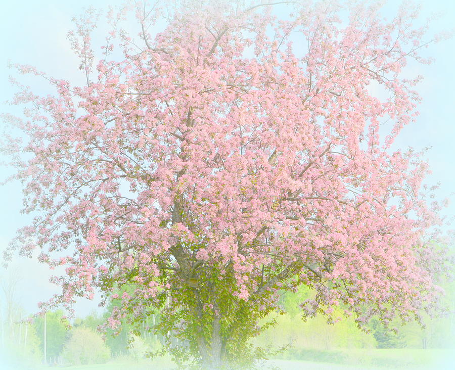 Blossoms Photograph by Kimberly Woyak