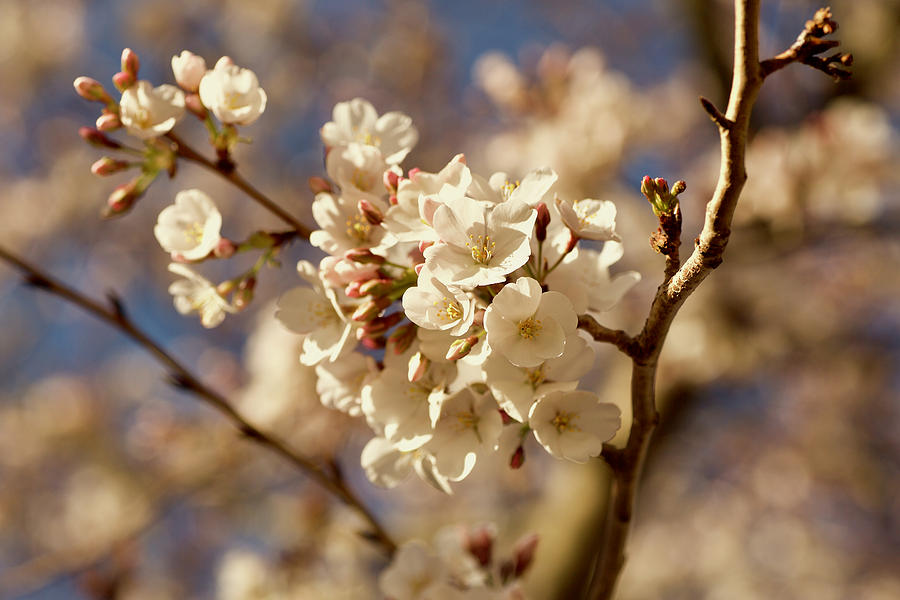 Blossoms Photograph by Lara Morrison