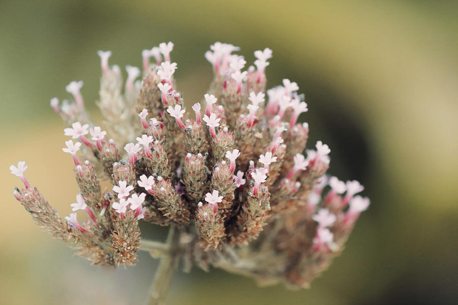 Blossoms Lit by Early Creamy Light by Jackie Farnsworth Blossoms Lit by Early Creamy Light by Jackie Farnsworth