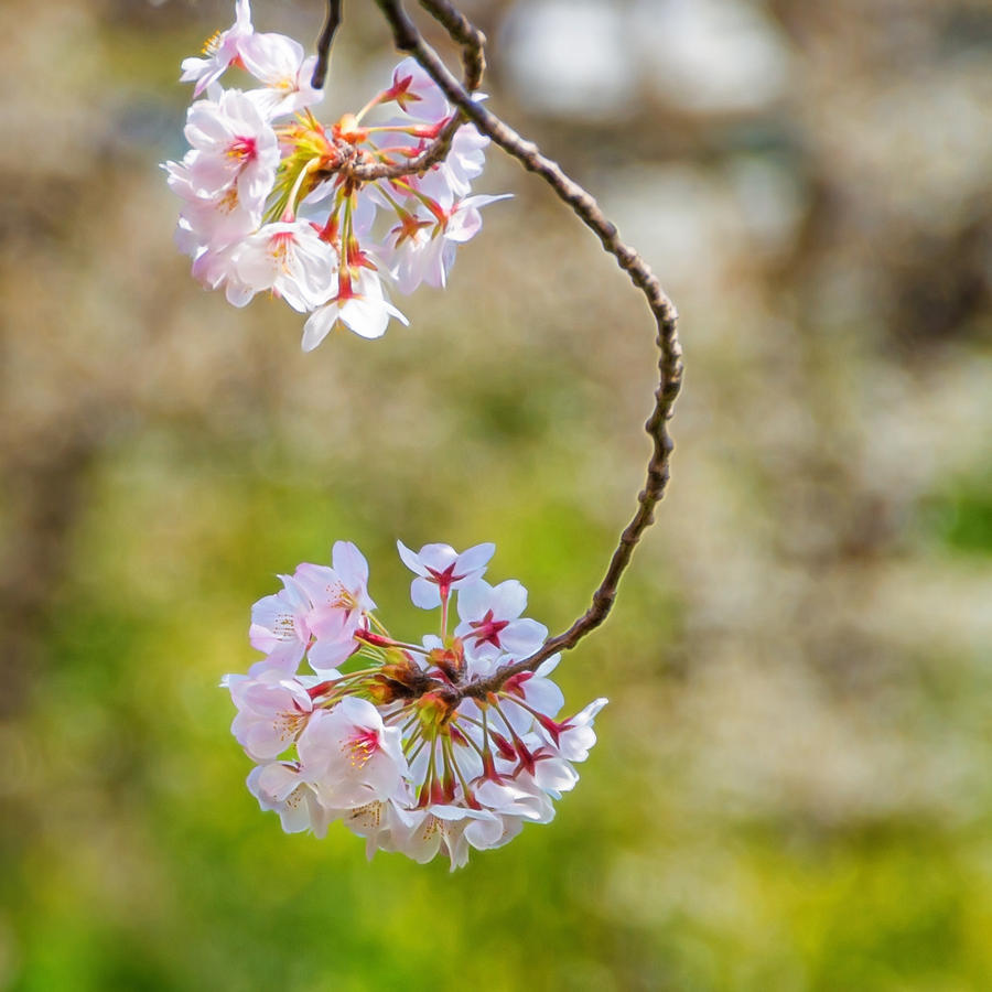 Blossoms Photograph by Marzena Grabczynska Lorenc