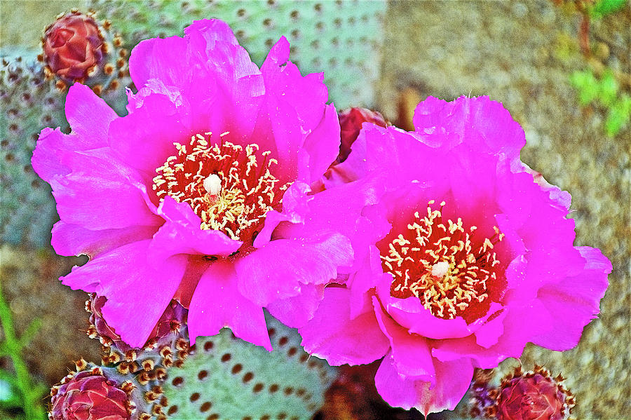 Blossoms of Beavertail Cactus in Anza-Borrego State Park-California Photograph by Ruth Hager