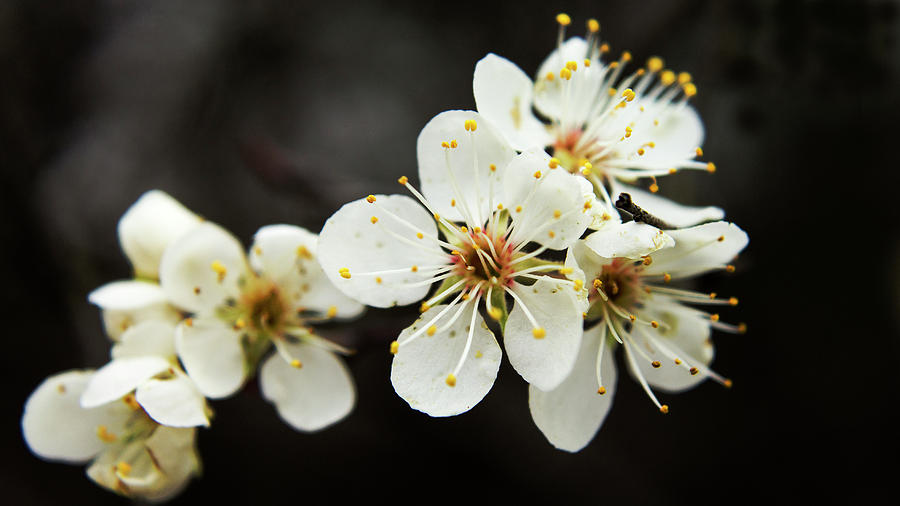 Blossoms of Spring Photograph by Holly Ross