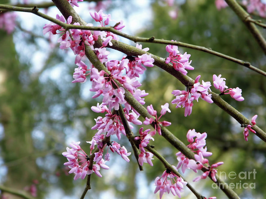 Blossoms Of The Redbud Tree Photograph by D Hackett