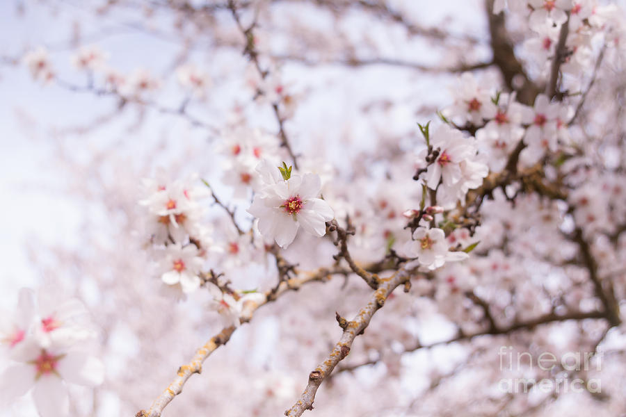 Blossoms on a Sunny Day Photograph by Ana V Ramirez