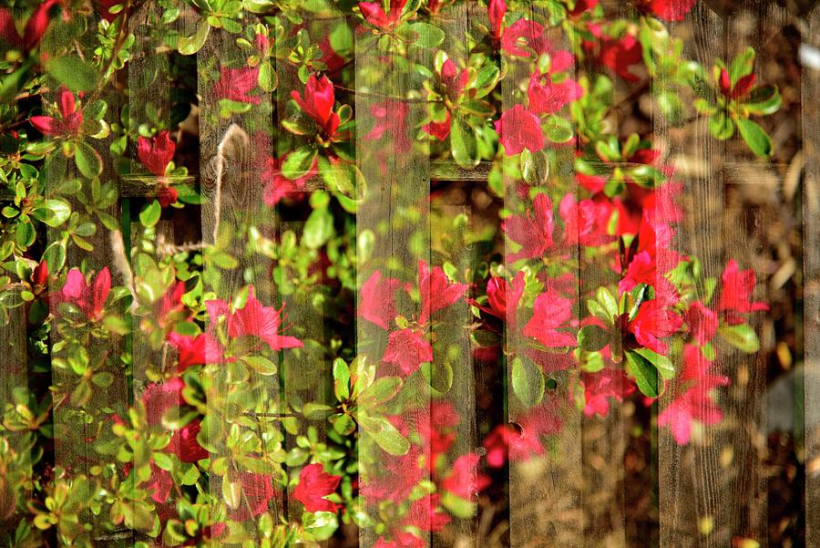 Blossoms On Fence Photograph by Jerry Sodorff