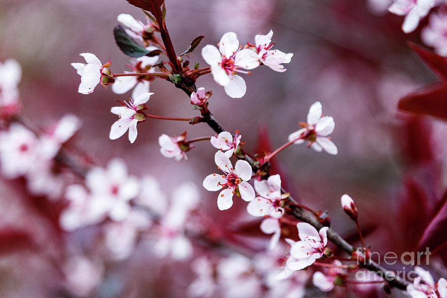 Blossoms on the Tree Photograph by Terri Morris - Fine Art America