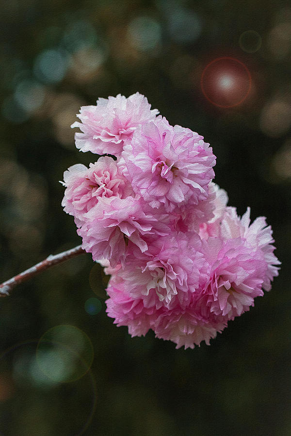 Blossoms on Twig Photograph by Vanessa Thomas