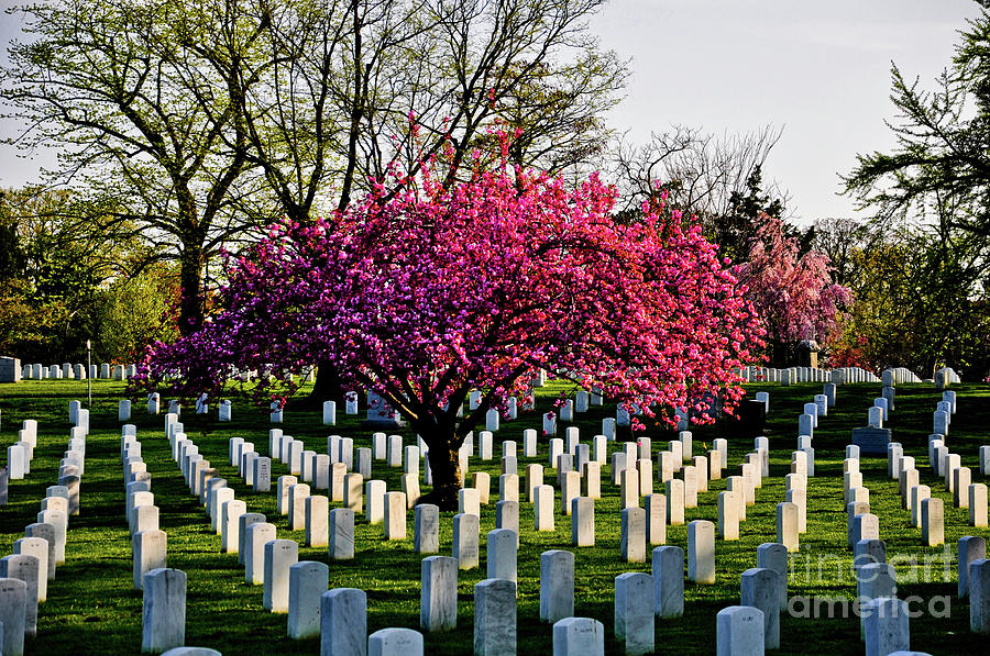 Blossoms over Arlington Photograph by Scott Sawyer