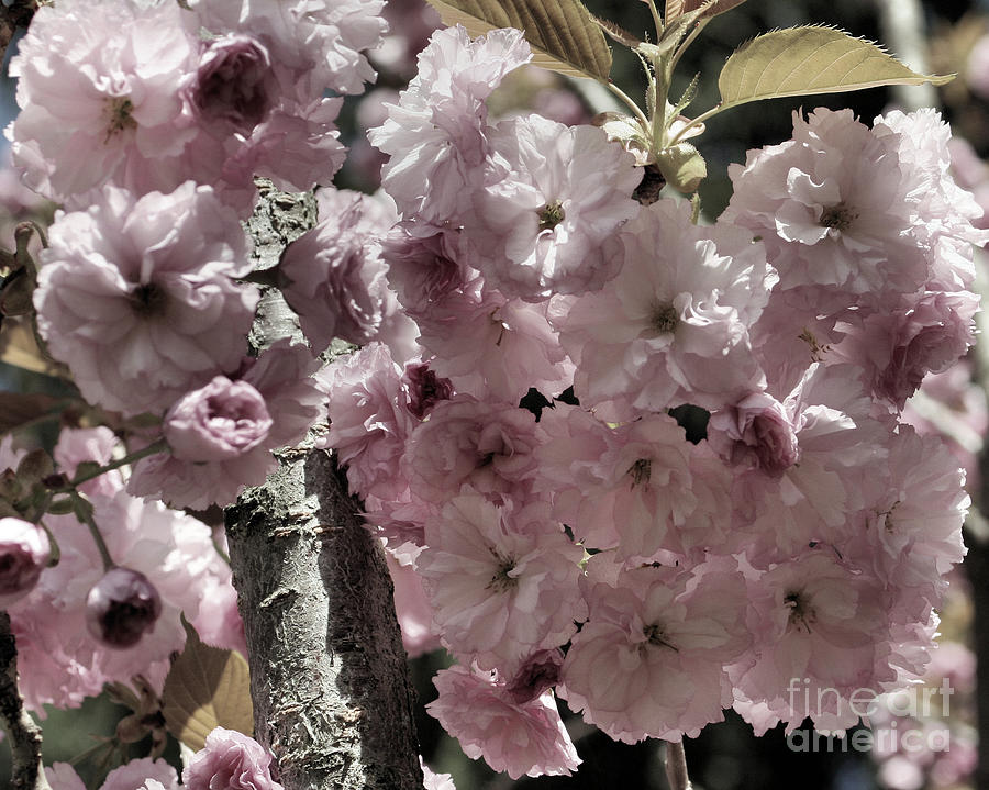 Blossoms Photograph by Smilin Eyes Treasures