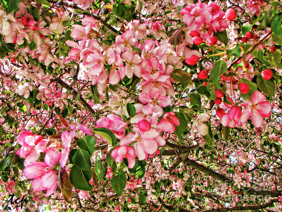 Blossoms Photograph by Traci Cottingham