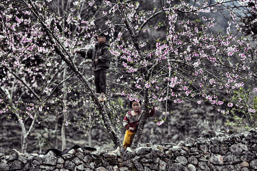 Blossoms Trees Children Ha Giang Northern Vietnam  Photograph by Chuck Kuhn