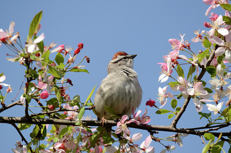 Spring Photograph - Blossoms with Sparrow by Ann Bridges