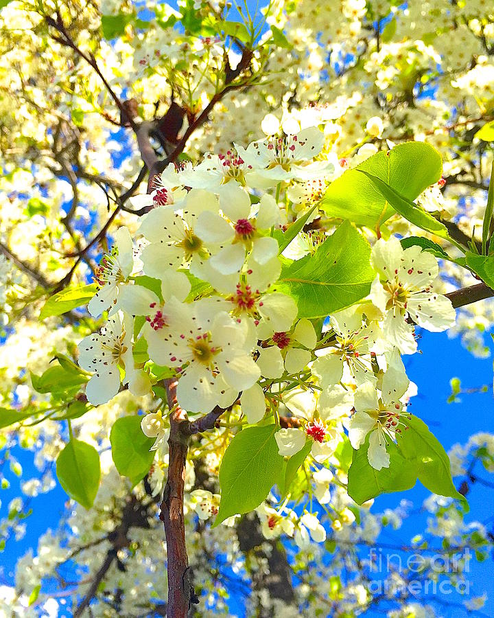 Under sky Blossoms Photograph by Wonju Hulse