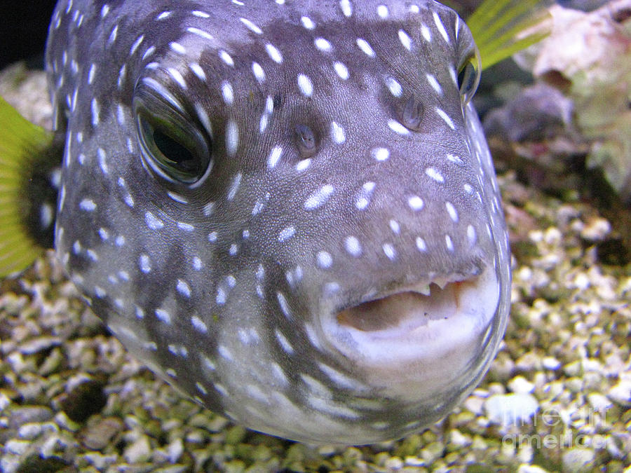 Blow Fish Close-up Photograph by Donna Brown