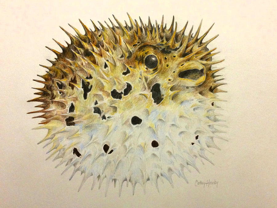 Blowfish Drawing by Catherine Howley