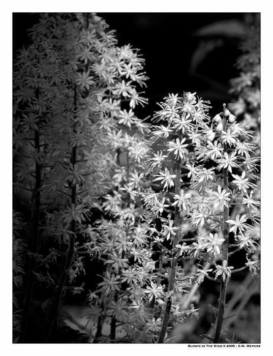 Blowin Photograph - Blowin by Kate Watkins Blowin Photograph - Blowin by Kate Watkins