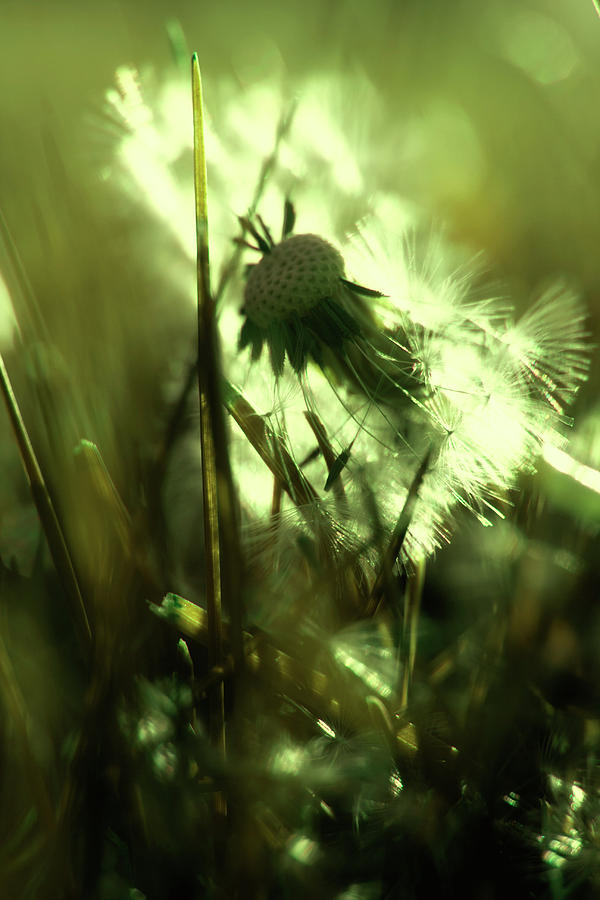 Spring Photograph - Blowin  in the wind by Angela King-Jones