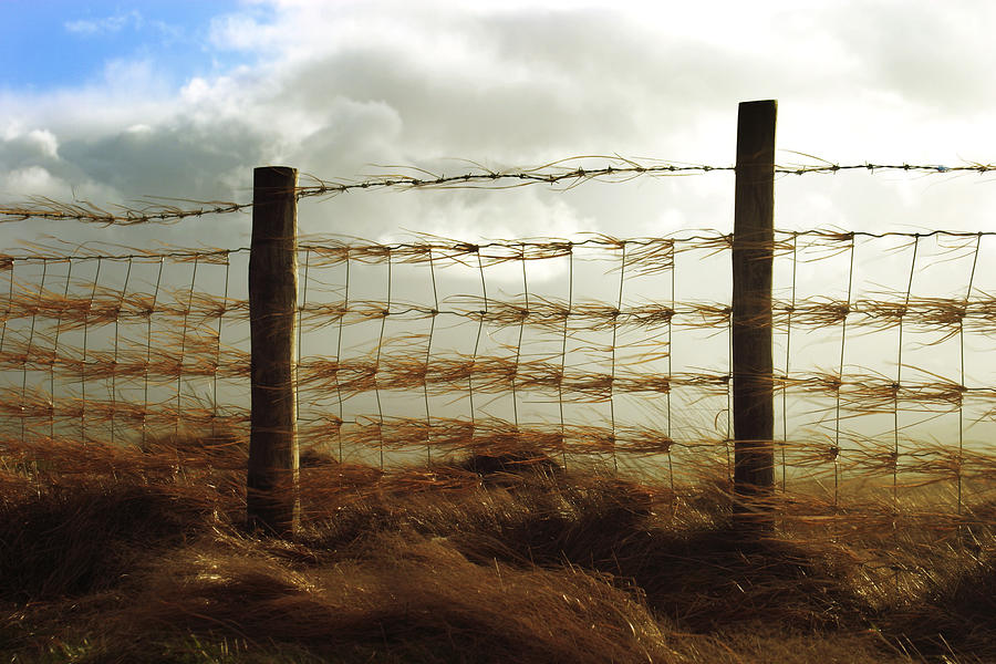 Fence Photograph - Blowing in the Wind by Brian Middleton