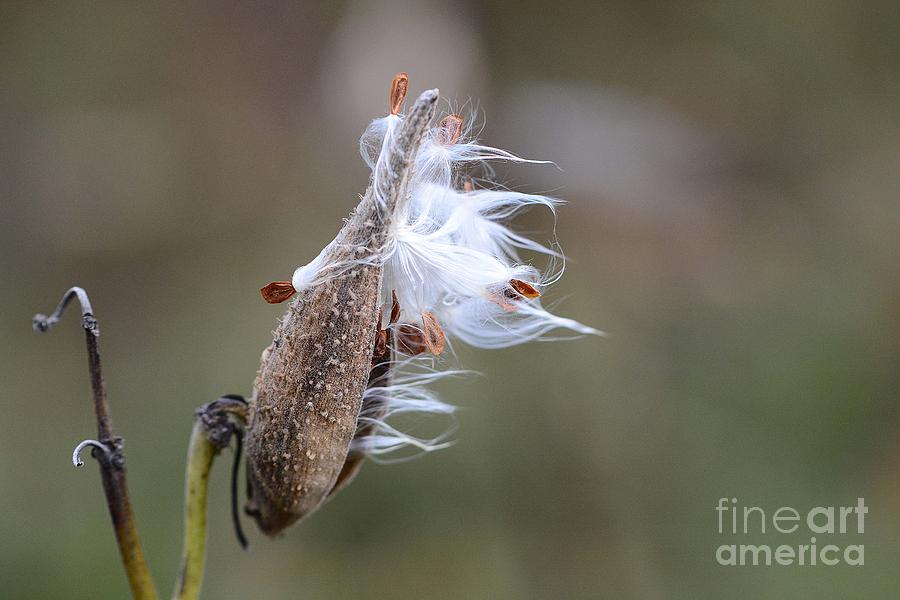 Blowing in the Wind Photograph by Cindy Manero