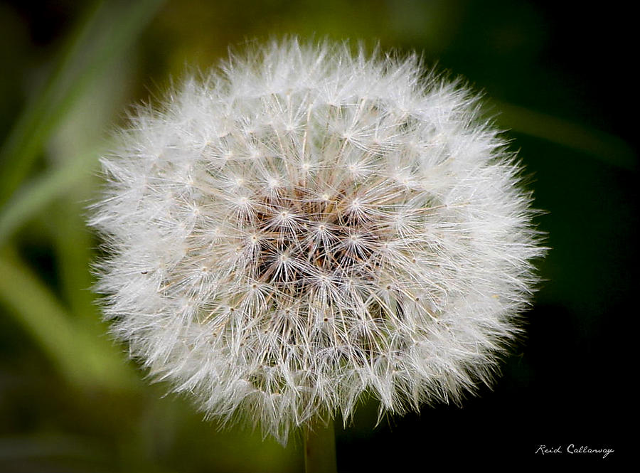 Blowing In The Wind Dandelion Weed Art Photograph by Reid Callaway ...