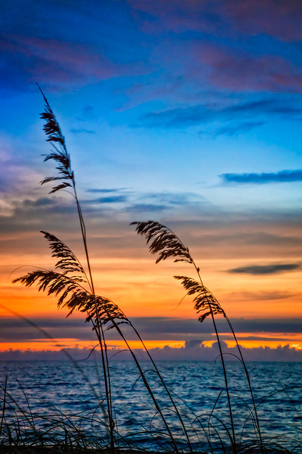Miami Photograph - Blowing in the Wind by Debra and Dave Vanderlaan