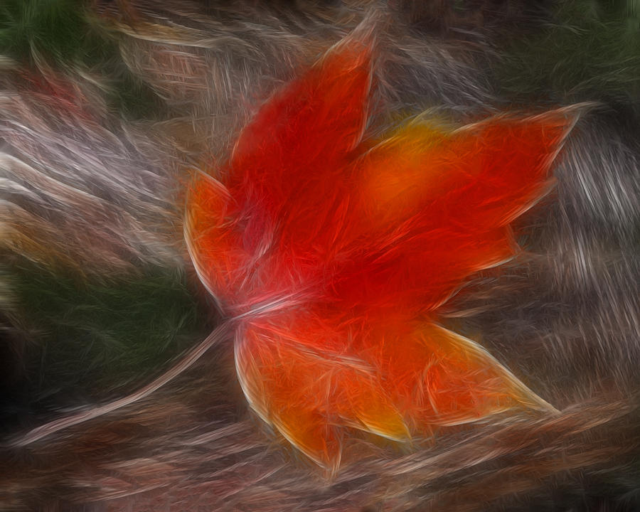 Blowing in the Wind - Maple Leaf in Autumn Photograph by Mitch Spence