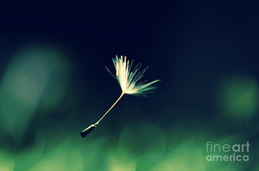 Blowing in the Wind Botanical / Nature Photograph Photograph by PIPA Fine Art - Simply Solid