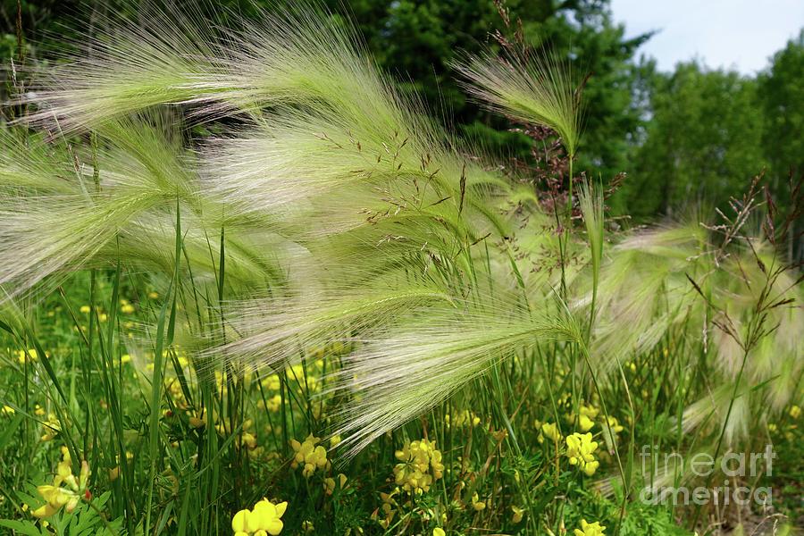 Blowing in the Wind Photograph by Sandra Updyke