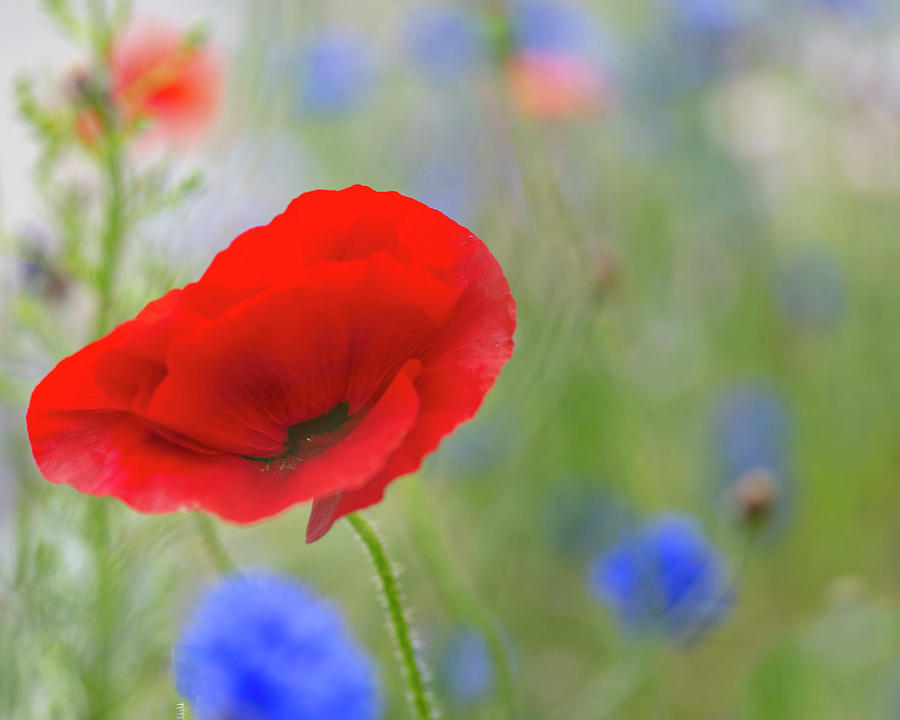 Blowing Poppy Photograph by Kathy Paynter