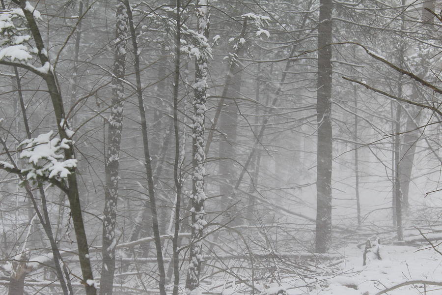 Blowing Snow Through Trees Photograph by Scott Burd