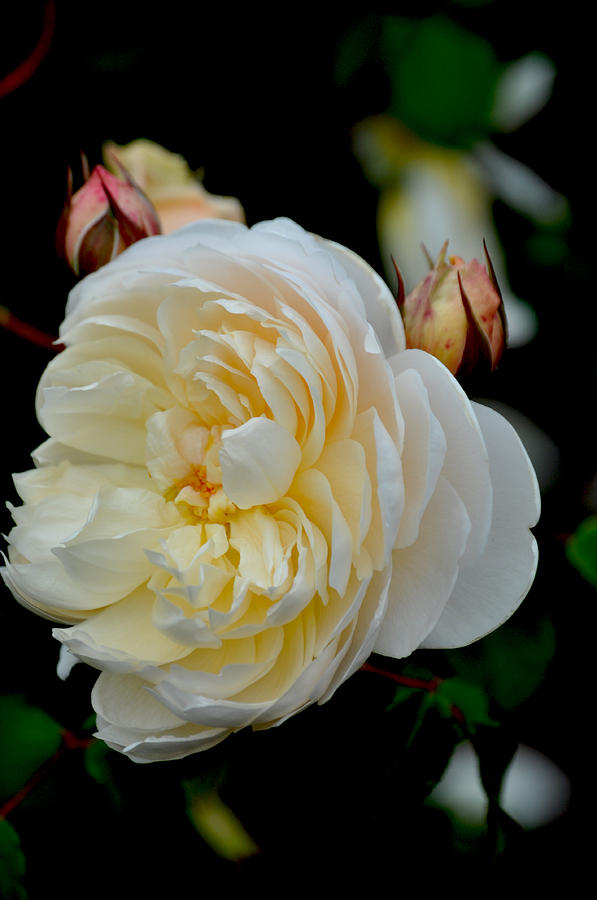 Blown Open Photograph by Ryan A Lubit Blown Open Photograph by Ryan A Lubit