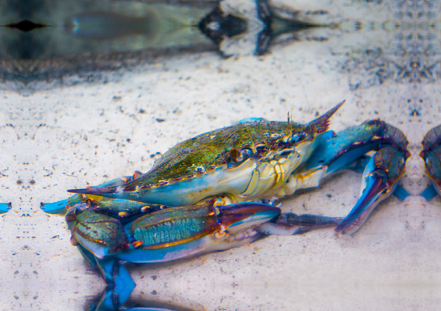 blue crab pictures