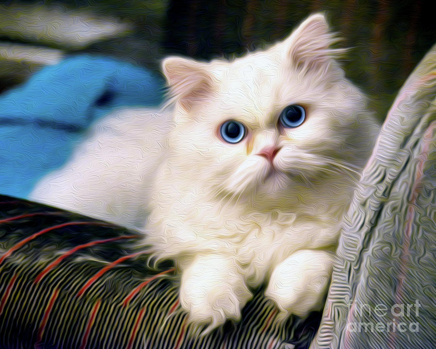 persian blue eyes