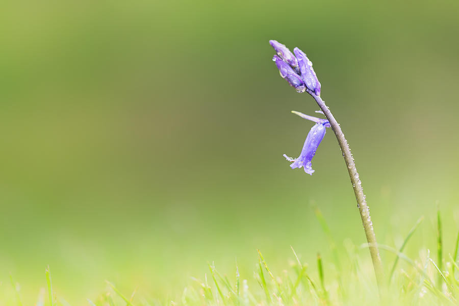 Spring Photograph - Blubell by Ian Hufton