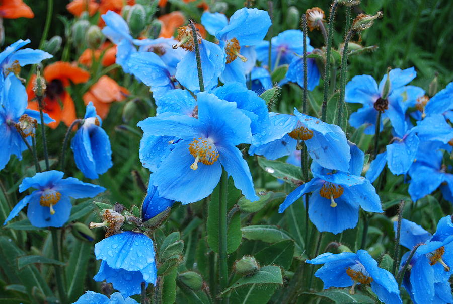 Flower Photograph - Blue after the Rain by Kristen Bird