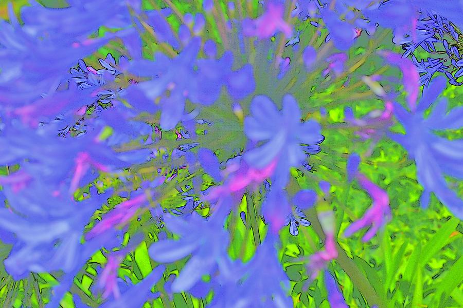 Blue Agapanthus Flower Macro Abstract Digital Art by Linda Brody