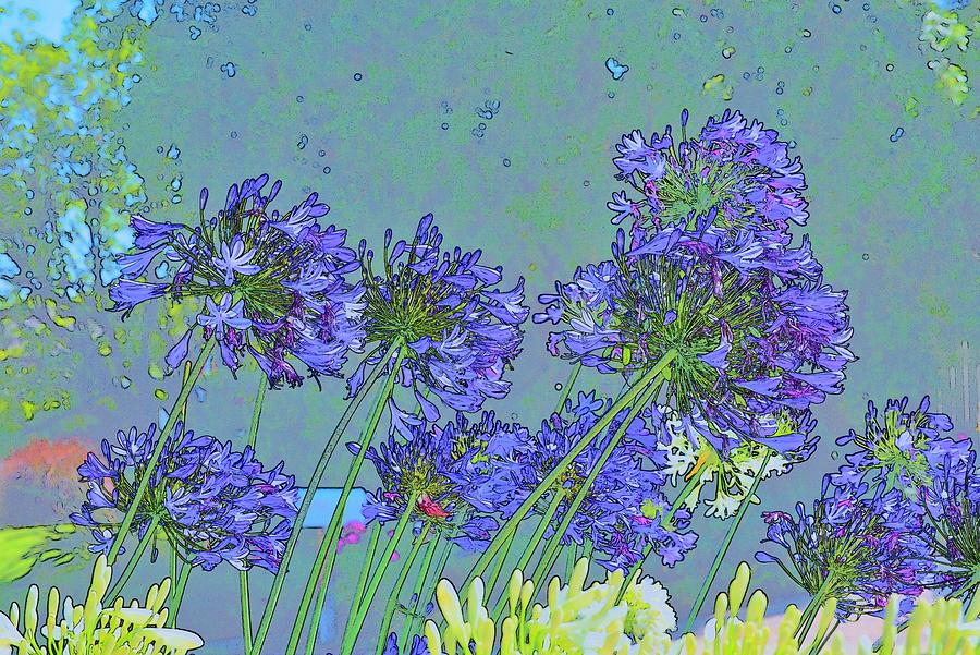 Blue Agapanthus Flowers Bright Abstract Photograph by Linda Brody