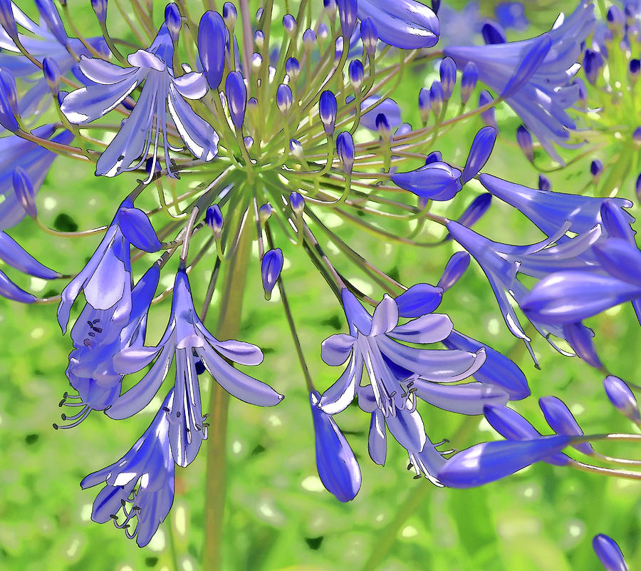 Blue Agapanthus Lily Macro Artistic I Digital Art by Linda Brody