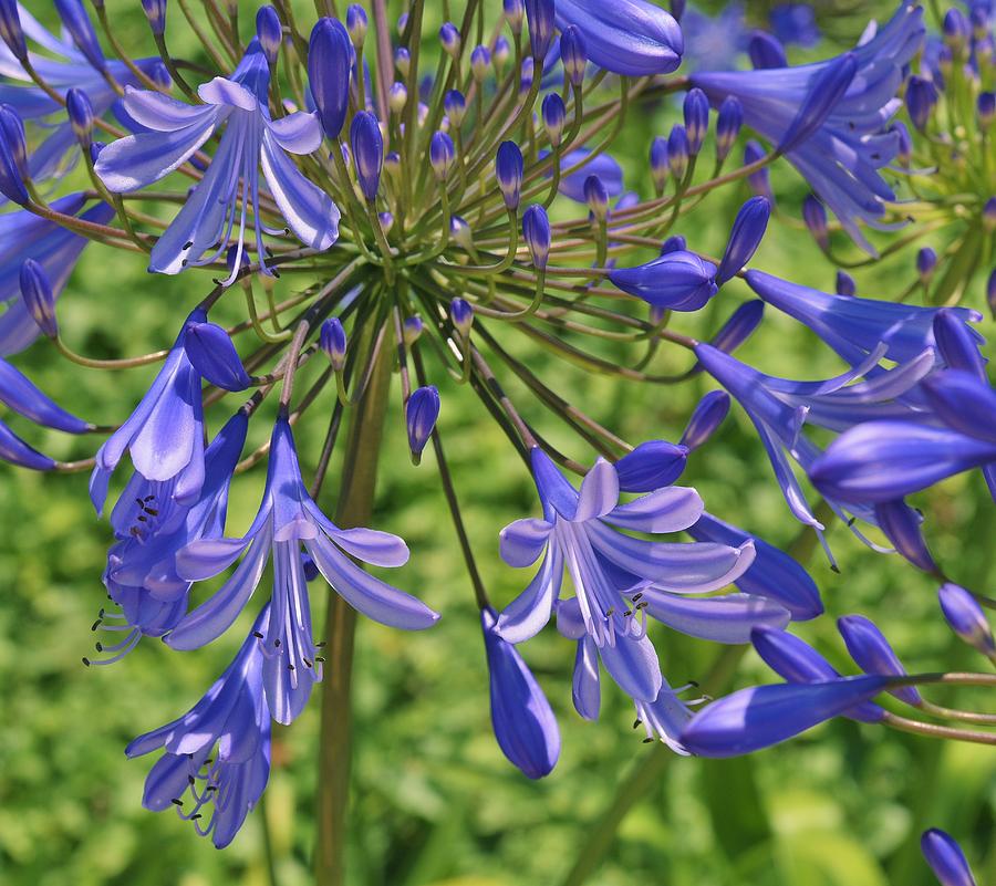 Blue Agapanthus Lily Macro  Photograph by Linda Brody