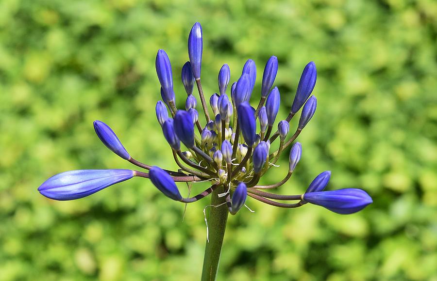 Blue Agapanthus Lily Ready to Open Photograph by Linda Brody